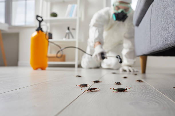 Commercial Kitchen Cockroach Control in Castlewood